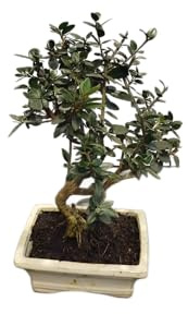 Bonsái de Olivo | DECOALIVE | Planta Mediterránea para Decoración y Jardinería