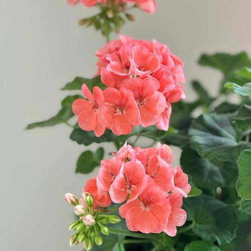 semillas de geranio colgantes de jardín decoración sala estar con decorativas Jardín rocas: resistentes pleno sol balcón 35pcs