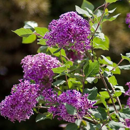 GARTEN SCHLÜTER® Edelflieder 'Bloomerang® Dark Purple'