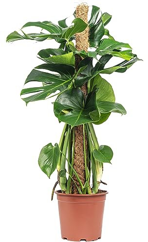 Fensterblatt am Moosstab - pflegeleichte Zimmerpflanze, Monstera deliciosa - Höhe ca. 80 cm, Topf-Ø 19 cm