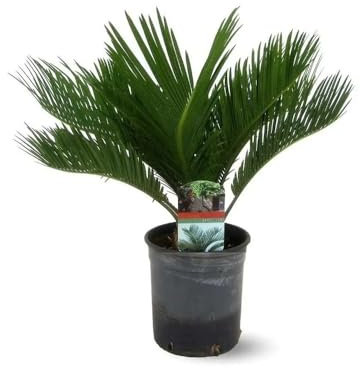 Attitude Jardin - Cycas revoluta - palmier - 50-60 cm - ⌀ 15 cm - plante d'extérieur