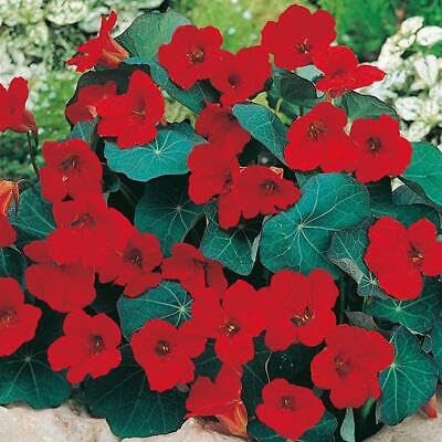 Buy4seeds Nasturtium Empress of India 60 Finest Seeds TROPAEOLUM Easy to Grow Garden Yard Patio
