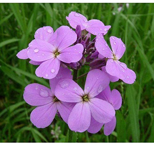 Purple Dames Rocket Seeds - Lilac Purple Blooms - So Beautiful(25 - Seeds)