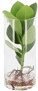 KENTIS - Clusia Pianta Idroponica - Clusia Rosea Princess in elegante Vaso di Vetro - Idrocultura - Pianta Vera da Interno - H 25-30 cm Vaso Ø 6 cm