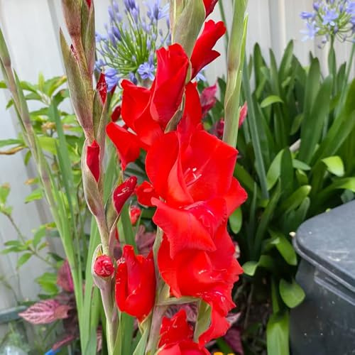 gladiolen gartenblumen pflanzendeko dachbegrünung frühlingsblumen blumenzwiebeln mehrjährig winterhart pflanztopf gewächshaus balkon pflanztöpfe dekopflanzen pflanzenkübel 12zwiebeln