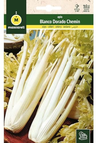 Mascarell Semillas, APIO, Semillas Huerto, APIO BLANCO DORADO CHEMIN 2, Crea tu Propio Huerto Urbano y Cultivo en Casa, Plantas Hortícolas, 3 Gramos