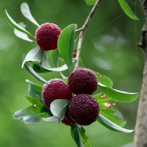 Morella Rubra - winterharte für garten bayberry - exotische obstsamen säulenobstbäume obstbäume kaufen 10Samen