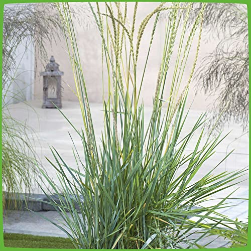 GARTEN SCHLÜTER® Strandroggen - Leymus arenarius