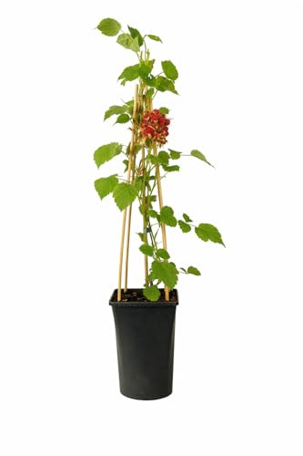 Japanische Weinbeere (Rubus phoenicolasius) 50-70 cm – winterharte, mehrjährige Beerenpflanze im Topf – süße vitaminreiche Früchte – ideal für Garten & Balkon