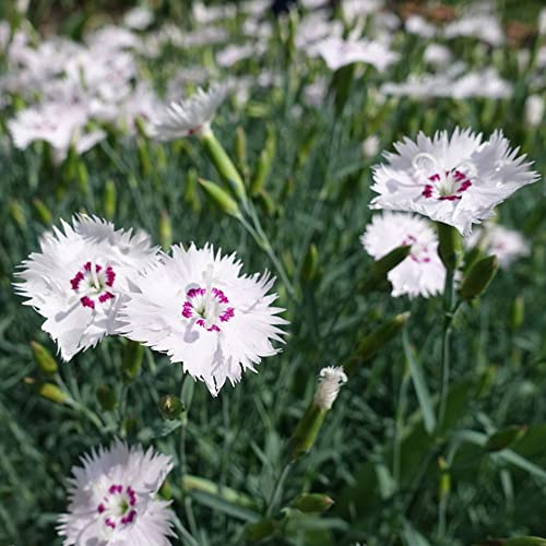 semillas de clavel - Dianthus - Parterres elevados el jardín de interior exóticas resistentes pleno sol trepadoras raras Decoraciones jardín 450pcs