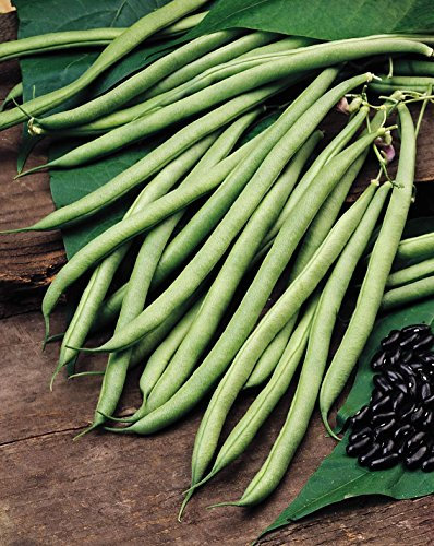 JustSeed - Vegetable - Climbing French Bean - Cobra - 40 Seed