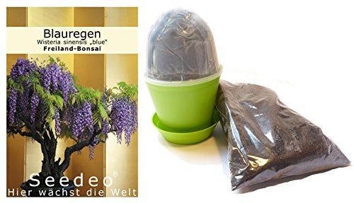 Seedeo Bonsai Anzuchtset Blauregen (Wisteria sinensis „blue“)