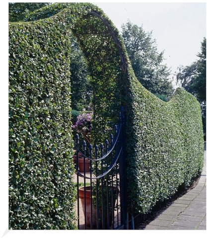 BALDUR Garten 20x Schwarzgrüner Liguster 'Atrovirens', Pflanzen wurzelnackt, Ligustrum vulgare Atrovirens, Heckenpflanze, winterhart, im milden Wintern wintergrün, trockenresistent, blühend