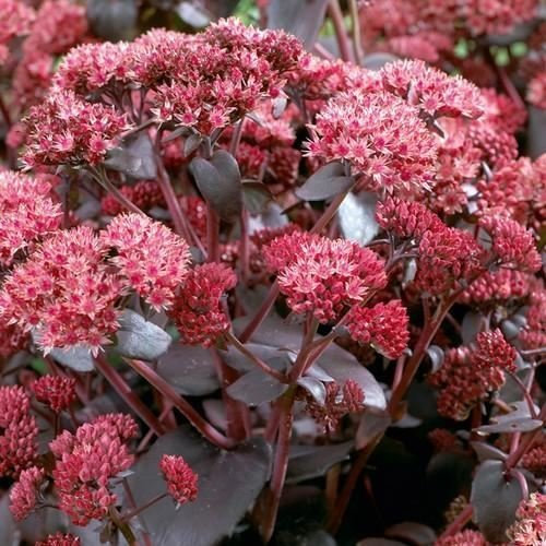 Sedum Emperors Wave Succulent Seeds (Sedum Telephium) 50+Seeds