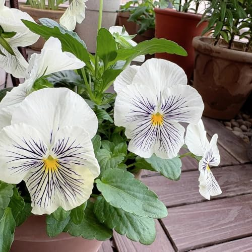 semi biologici di viola del pensiero di recisi resistenti di viola del pensiero da giardino, aiuole rialzate 150pcs