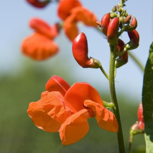feuerbohnen kaufen, bohnensamen wintergemüse winterharte garten prunkbohnen gemüsesamen kletterpflanzen steingartenpflanzen kräuterpflanzen gartendeko für draußen hochbeet 15samen