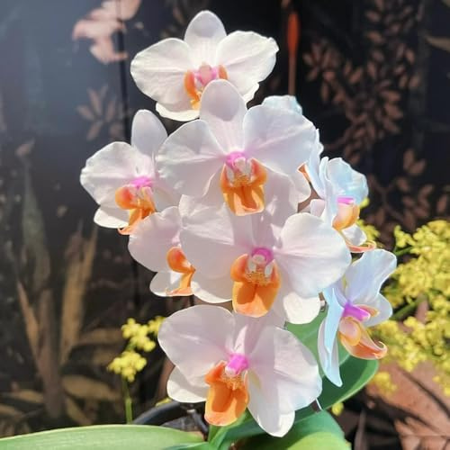 orchidee Phalaenopsis balcone in vaso semi di orchidea decorativo ombra semi di selvatici per balcone ornamentali 600semi