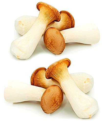 BALDUR Garten 1x Garten-Pilze Kräuterseitling Set, Komplett-Set | frische Pilze im eigenen Garten, hohe Erträge leckerer Kräuterseitlinge, Set mit allem Notwendigen, mehrjährig & winterhart