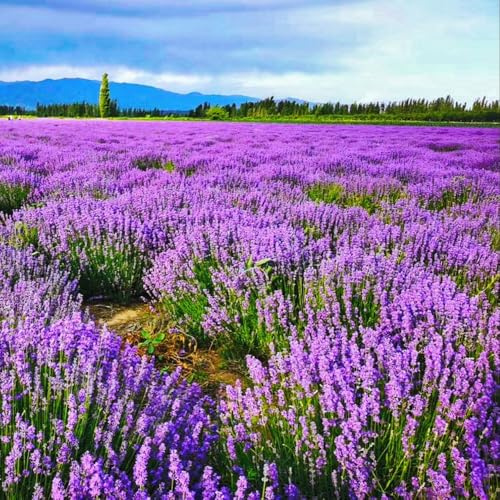 Semillas de lavanda - de jardín raras semillas silvestres primavera lugares soleados en decoración jardín exótico en miniatura 500pcs