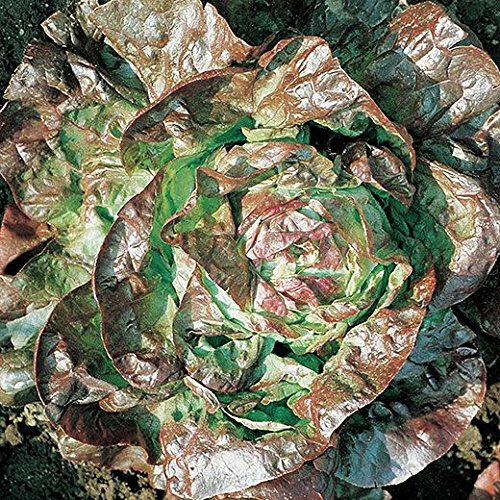 LATTUGA MERAVIGLIA DI VERANO CANASTA NR.1000 SEMI