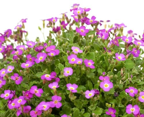 comprar semillas de cojín azul, exóticas Aubrieta cultorum, variedades antiguas semillas de silvestres balcón 600pcs