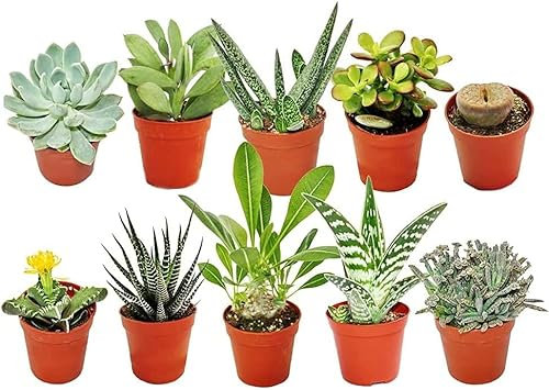 10 X VERSCHIEDENE GEMISCHTE SUKKULENTEN KAKTUSHAUS + GÄRTNER TRAUM PFLANZE PFLEGEANLEITUNG