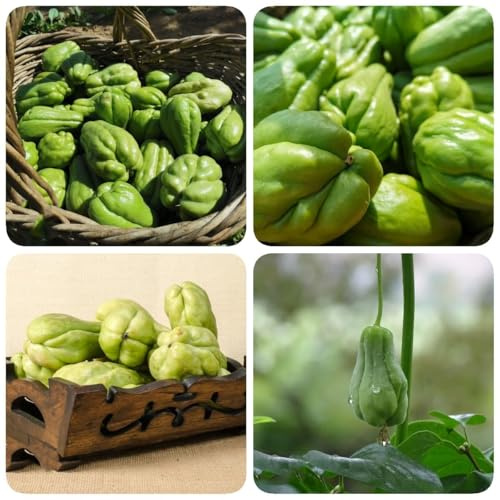 semillas de chayote 100pcs
