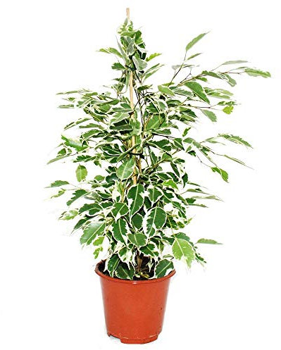 Ficus benjaminiTwilight, birch fig 14cm