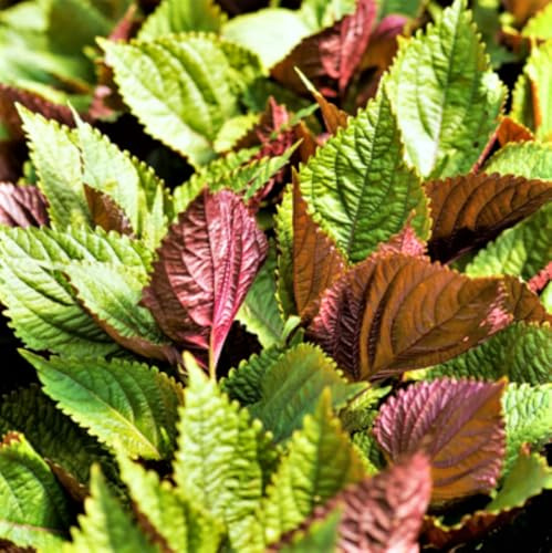 TomorrowSeeds - Vietnamese Perilla (Shiso) Seeds - 500+ Count - for 2026 Planting Jeok Ssam IP La Tia to Purple Green Asian Herb Basil Mint Vegetable Grow Your Own Home Farm Patio Healthy Sustainable