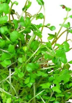 Pcs - 500x Bio Section & Manger Brocoli Cresson - Écologique Légumes Graines KS535 - Seeds & Plants Shop by Ipsa