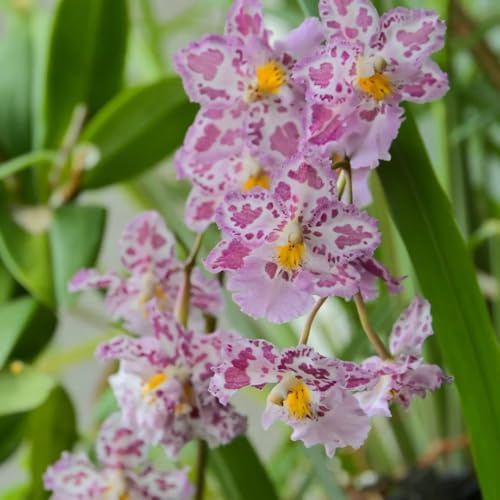 orchidea oncidium, Decorazioni giardino per esterni resistenti esterno in vaso Arredamento del soggiorno con rialzata decorazione 600semi