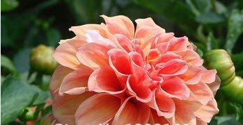 7: 10pcs semi di Dalia Rossa Bianca RARA 2015 affascinanti semi di Fiori cinesi piante per giardino prezzo all'ingrosso ping