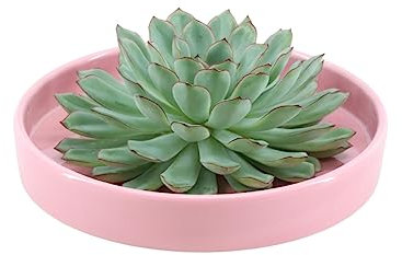 ROOTLESS by Aloe Demi | echte Sukkulent grün in rosa Keramik Schale Ø20 cm | Echeveria Pulidonis Ø12-14 cm - 5 cm | echte Sukkulent Pflanzen | Succulenten | Kakteen | Sukkulent | Kaktus