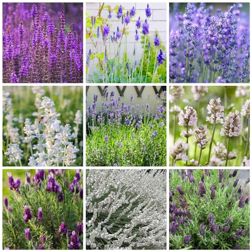 semi di lavanda biologici - giardino, resistenti balcone 1000pcs