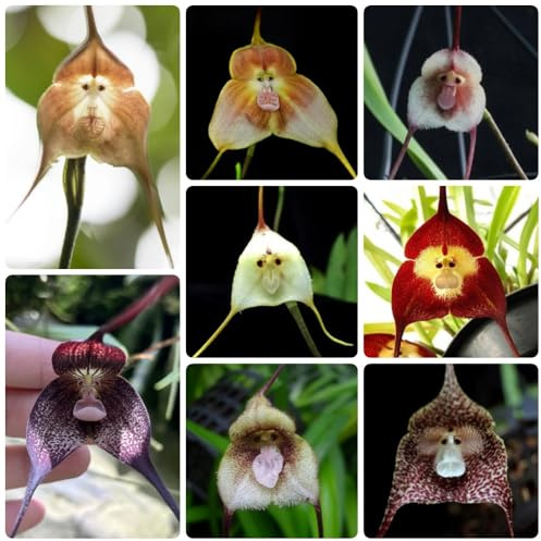 semi di orchidea faccia di scimmia, giardino sono perenni resistenti Dracula simia, orchidea, decorazioni 400pcs