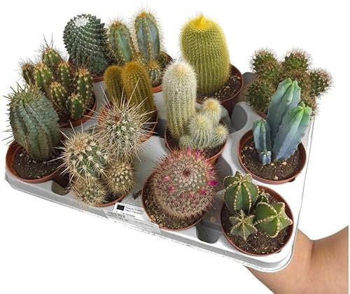 PACK 12 CACTUS NATURALES VARIADOS EN MACETA 8CM DIAMETRO