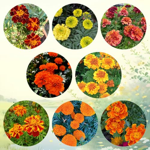 semi di tagetes perenni - calendula, regalo da giardino, da ombra di tagetes calendula biologici, campo, aiuole rialzate 200pcs