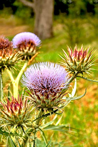 Seedeo® Wilde Artischocke/Cardy (Cynara cardunculus) 20 Samen BIO