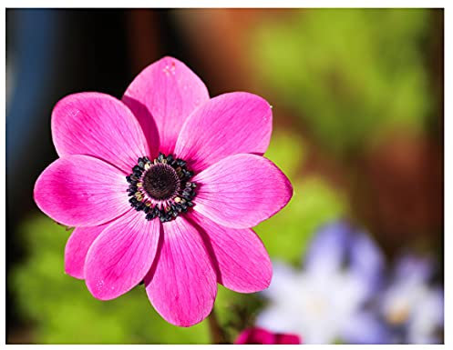 Oliwier's Bulbs 20x Anemone Coronaria Sylphide Pink Spring Flowering Bulbs Autumn Planting Corms Garden Perennial Flower Size 4/5