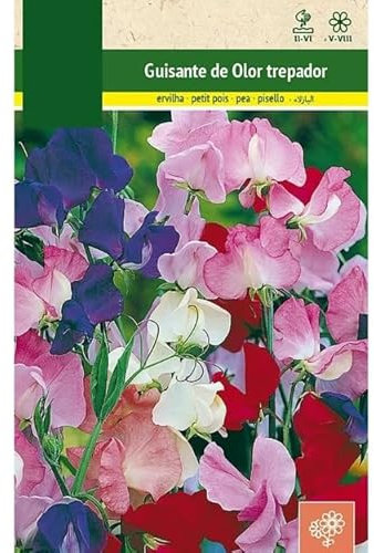Semillas Lathyrus Latifolius DECOALIVE Guisante de Olor Flor Natural