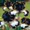 NVNJHJN.Iris bulbos.Iris versicolor.Iris flores.Flores perennes.Planta perenne, resistente y de hoja perenne. -4 bulbos-B