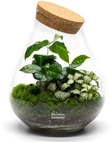 Terrarium fully assembled with Coffea Arabica and Fittonia, H: 25 cm, Moss, Small Teardrop Mouth Blown Glass Jar, Self-Sustaining Plant Display, Brings Life to Any Corner (No Tools, Standard Lid)