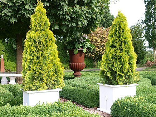 Thuja Golden Smaragd Occidentalis - Lebensbaum winterhart - Thujen-Hecke als Sichtschutz - Heckenpflanze 30-40 cm - 1 Pflanze im Container von Garten Schlüter - Pflanzen in Top Qualität