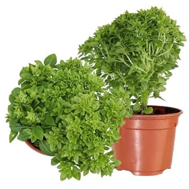 Albahaca Atimosquitos Natural Planta Aromática para el Jardín