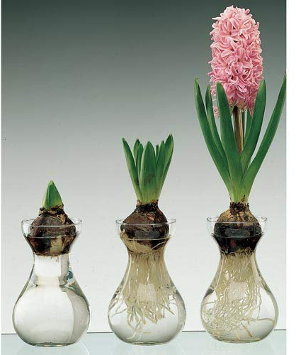 Clear Glass Display Vases - Glass Forcing Vases for Hyacinth and Other Bulbs - Vases Only (6 Vases)