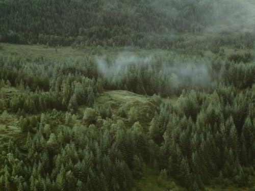 1000 Teile Puzzle für Erwachsene und Kinder ab 14 Jahren-Wälder, Nadelbäume, Antenne, Ansicht 75x50cm