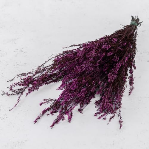 Stabilisiertes Heidekraut - Magenta