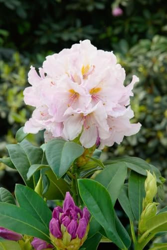 Rhododendron Hybride 'Eskimo' 40-50 cm – Winterhart, Immergrün, Mehrjährig – Rhododendron – Heckenpflanze für Garten & Sichtschutz