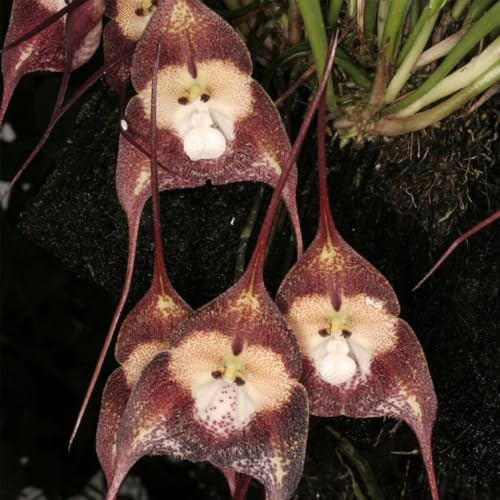 semi di orchidea faccia di scimmia, biologici Dracula simia, orchidea, giardino roccioso resistenti 50pcs
