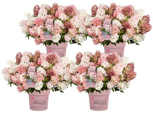 Dehner Bodendecker-Rispenhortensie Groundbreaker® Blush, 4er Set, 20-30 cm | Hydrangea paniculata, Zierstrauch mit weiß/rosa Blüten, Blütezeit Juli-September, sonnige bis halbschattige Standorte